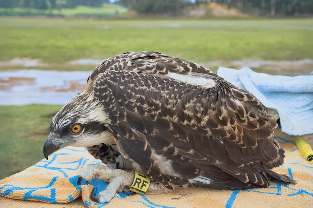 Águila pescadora con identificación - Alba