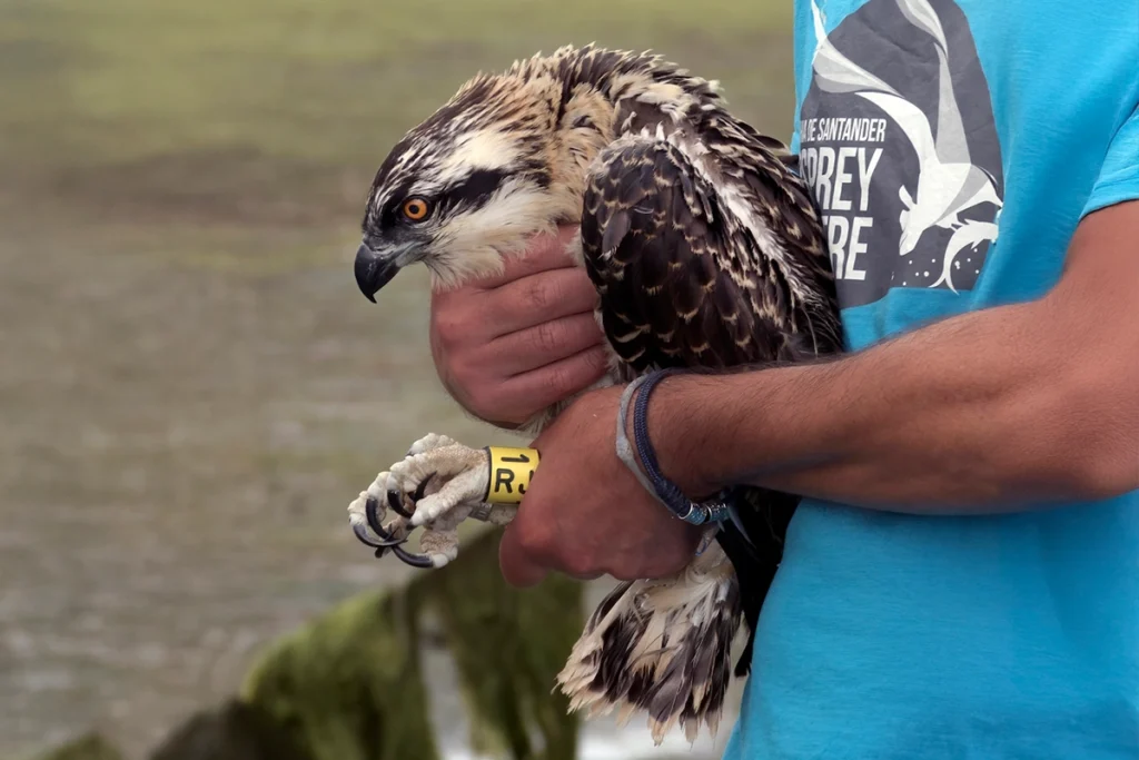 Voluntario sujeta a un águila pescadora - Anjana