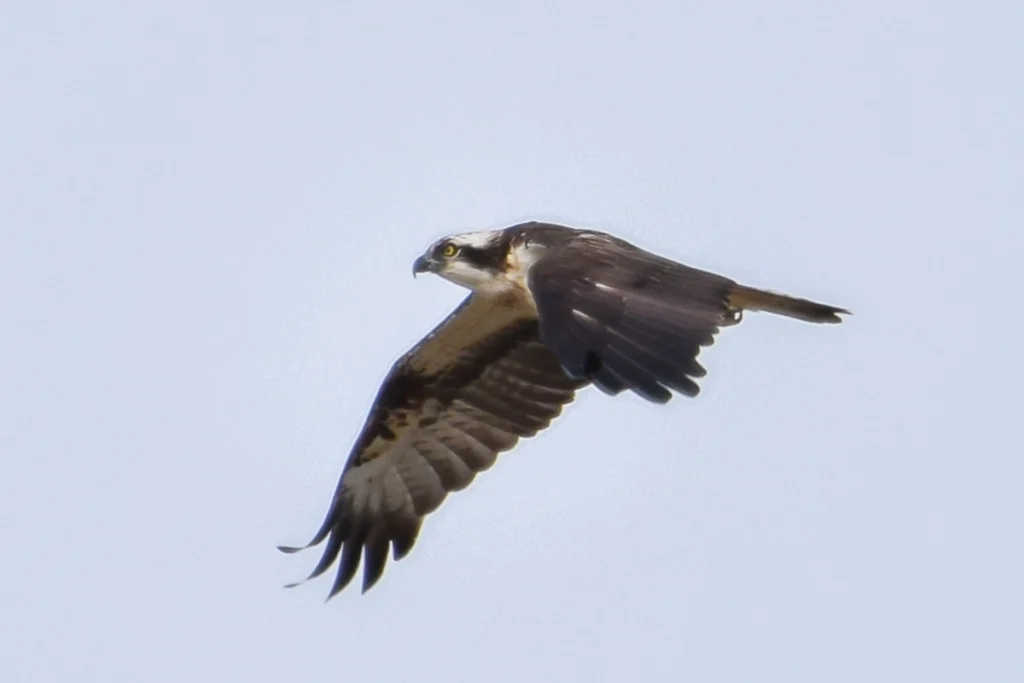 Águila pescadora volando - Anuca