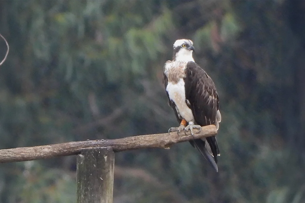 Águila pescadora descansa en soporte de madera - Cudeyo