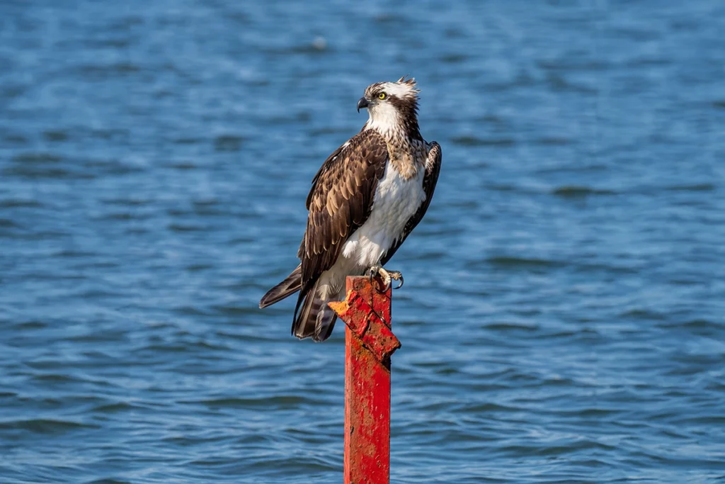 Águila pescadora en tabla de madera con el mar de fondo - El Conde