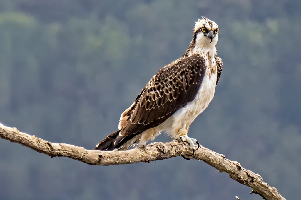 Águila pescadora en una rama - Jano