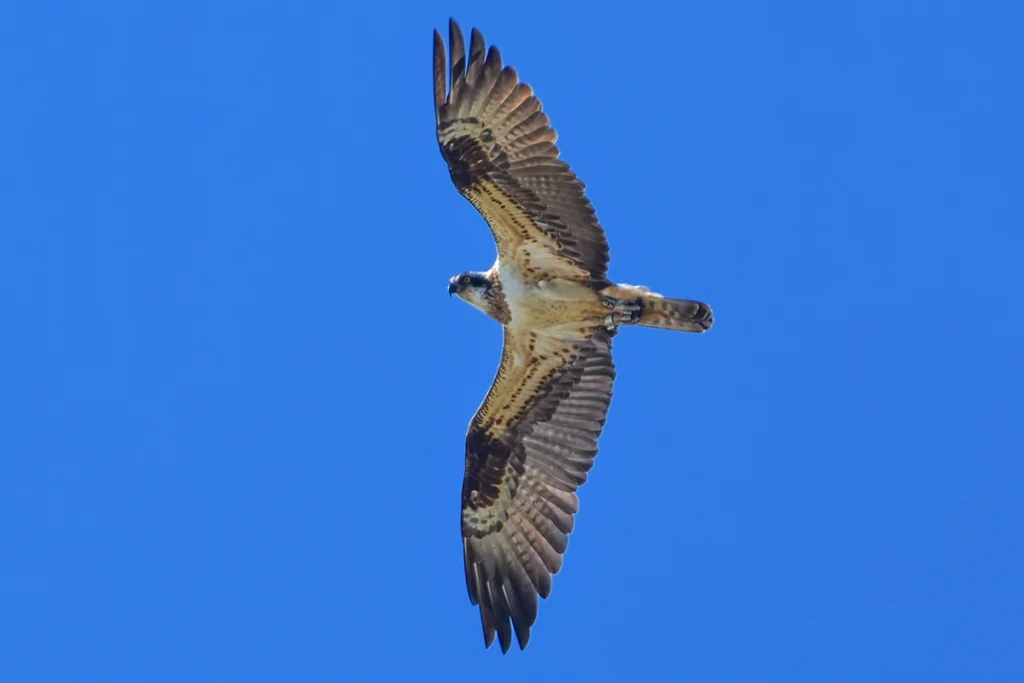 Águila pescadora en pleno vuelo