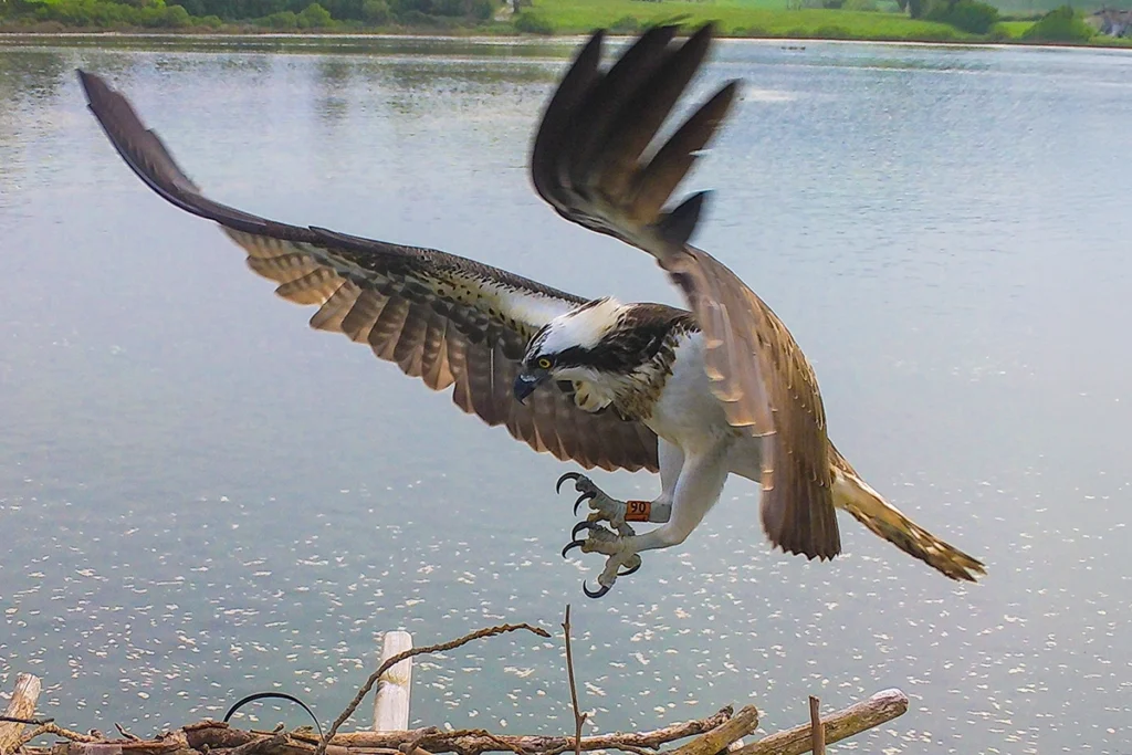 Águila pescadora llega al nido - Landa