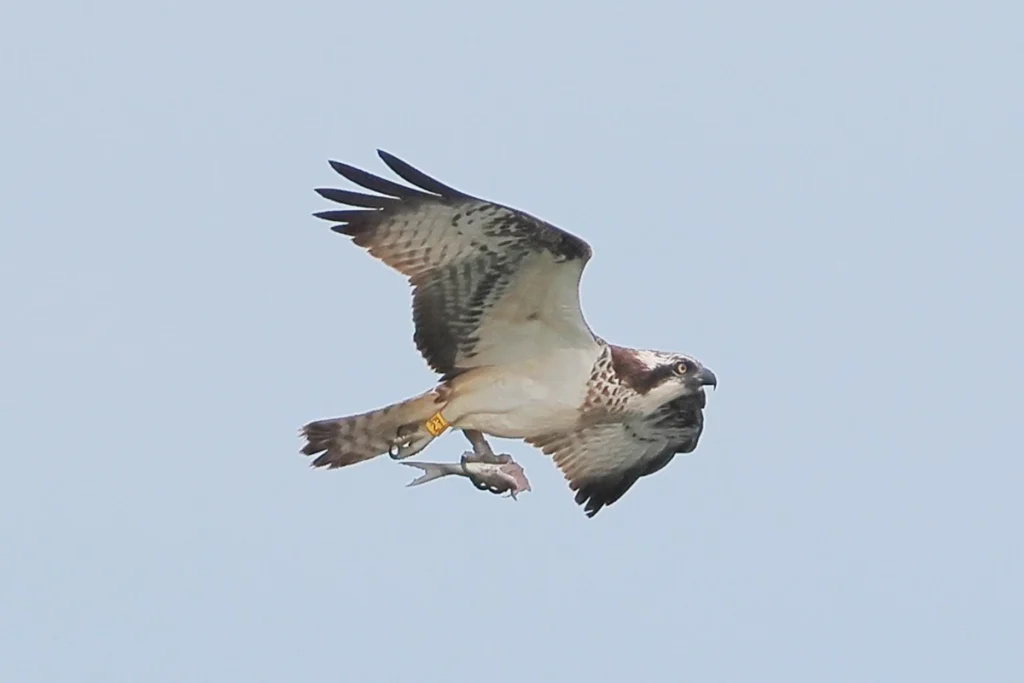 Águila pescadora vuela con pez en garras - Laro
