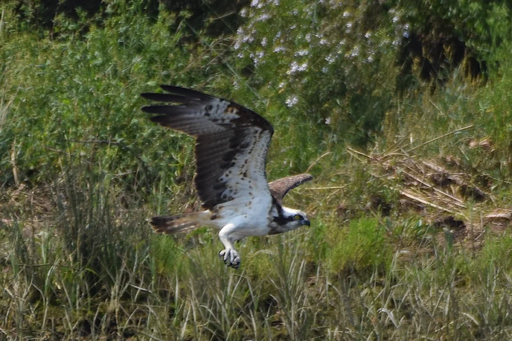Águila pescadora - Lola