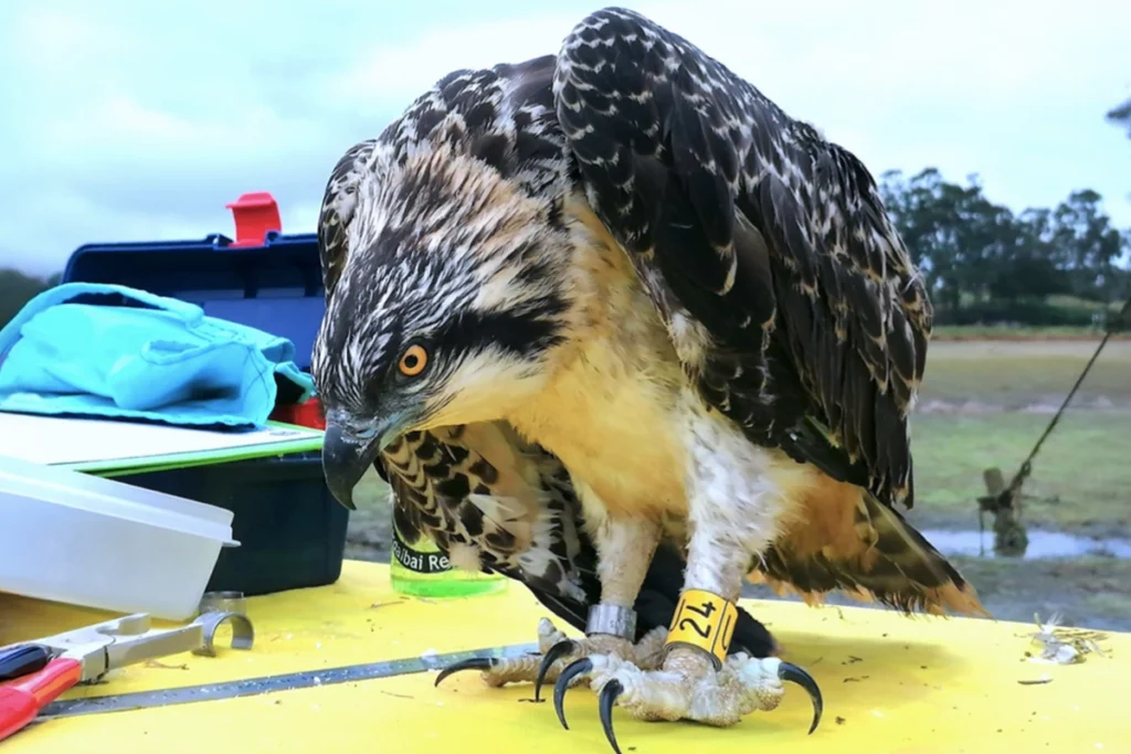 Águila pescadora con número identificativo - Miera