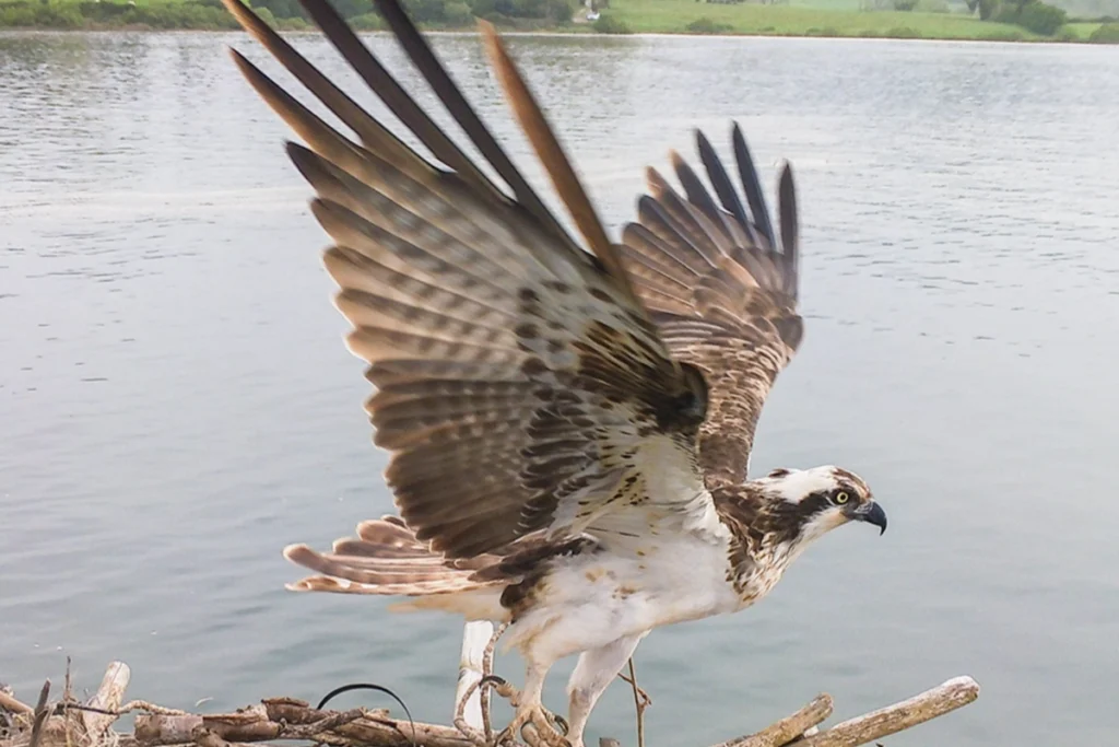 Águila pescadora - Marina