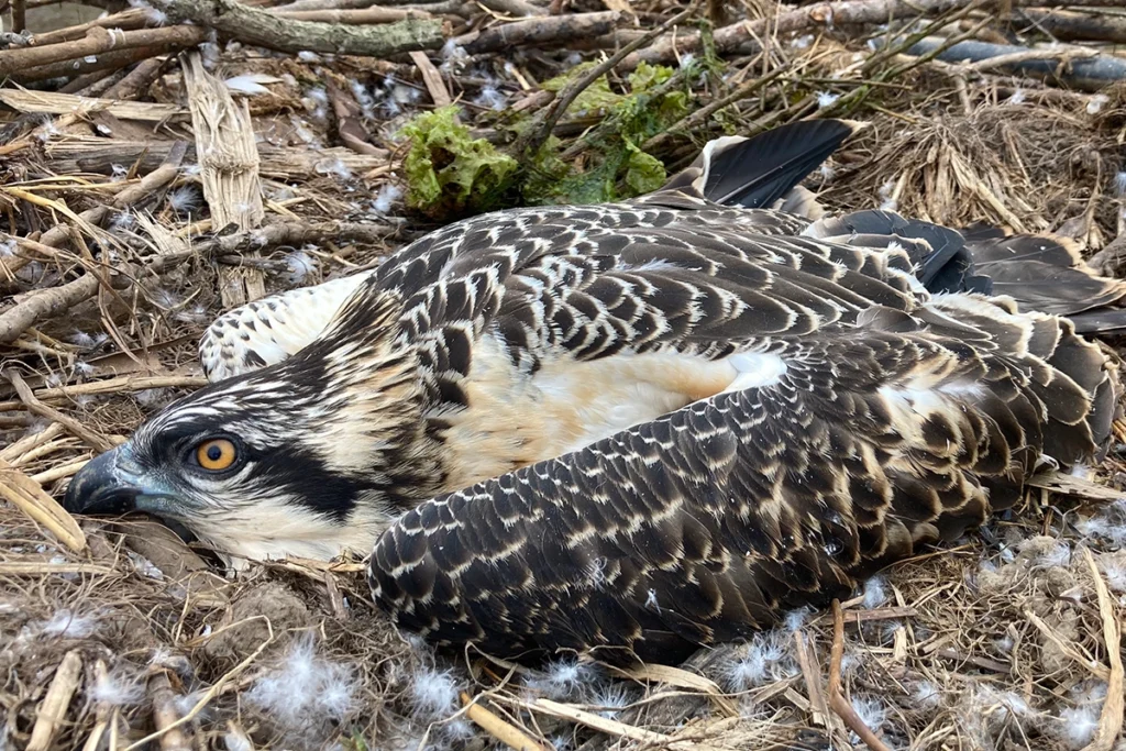 Águila pescadora tumbada en nido - Mouro