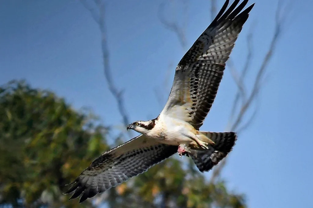 Águila pescadora vuela entre árboles