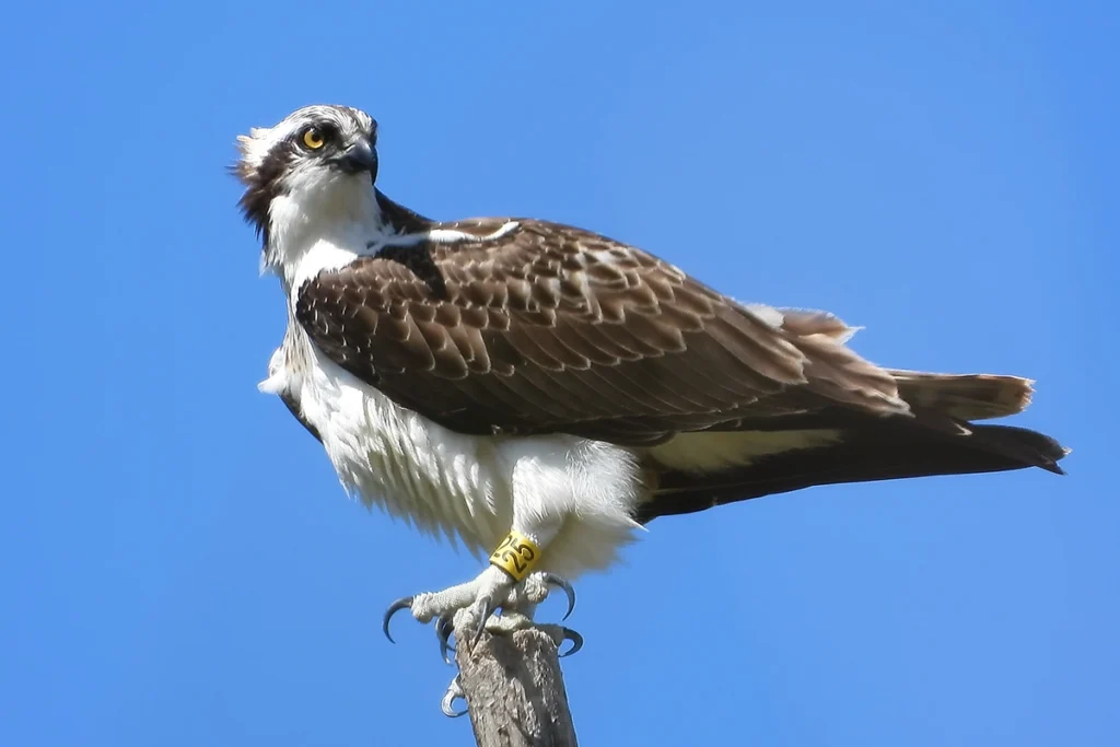Águila pescadora sobre tronco - Santander