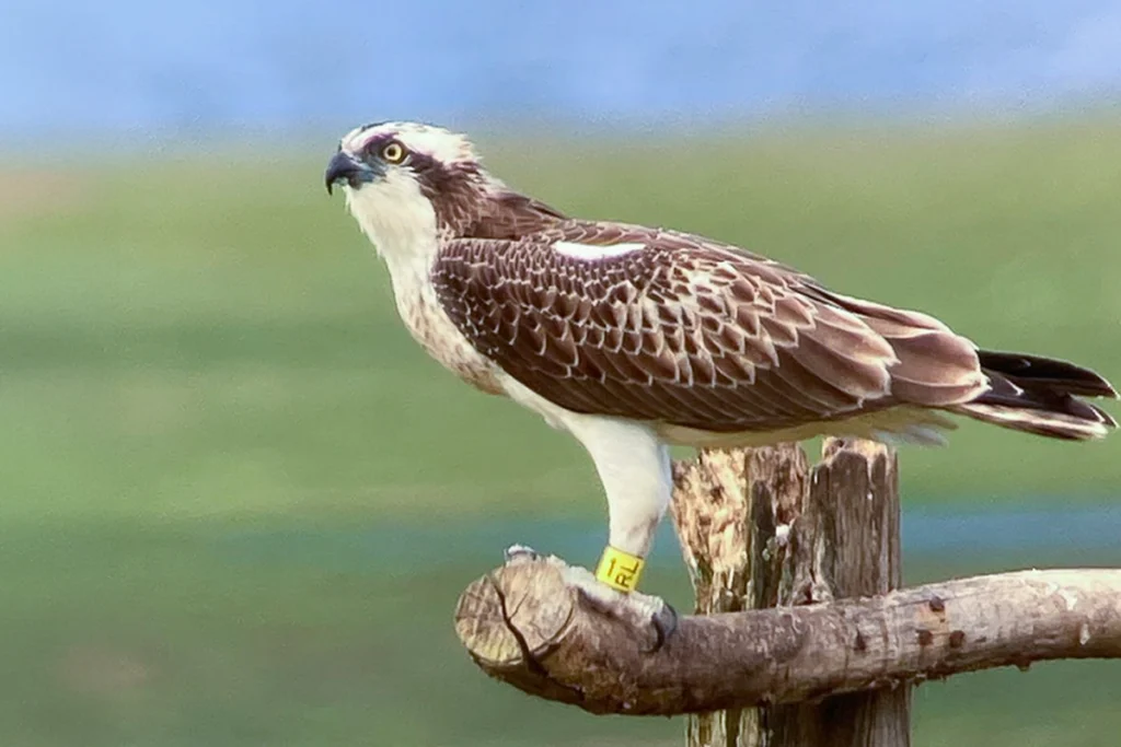 Águila pescadora otea sobre tronco - Somo