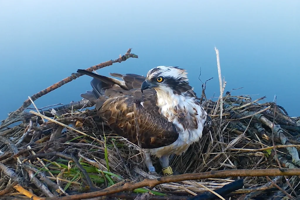 Águila pescadora en nido - Txuriko