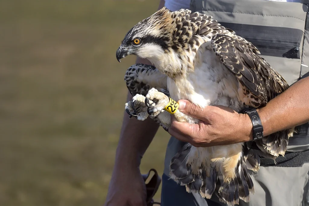 Águila pescadora en manos de un voluntario- Valnera