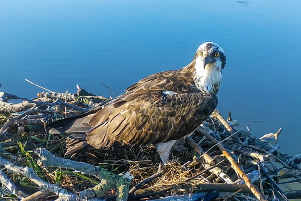 Águila pescadora en nido - Vanda