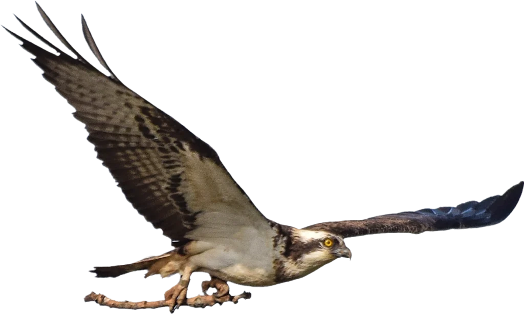Águila pescadora con rama para nido - Cantabria