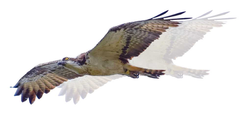 Águila volando con las alas totalmente desplegadas