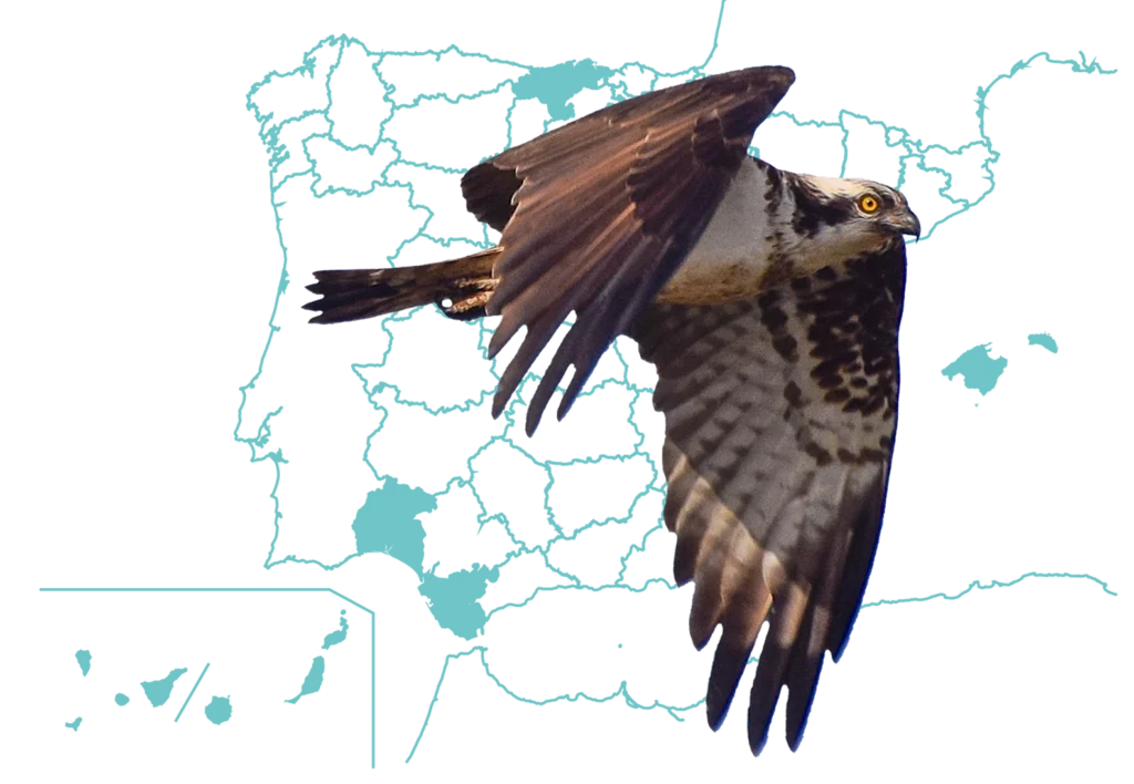 Distribución y población águla pescadora