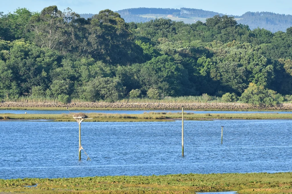 Paisaje marítimo de La Bahía de Santander con bosques de fondo y nidos en el estuario