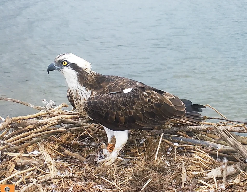 Landa en nido - proyecto recuperación águila pescadora - Osprey Centre