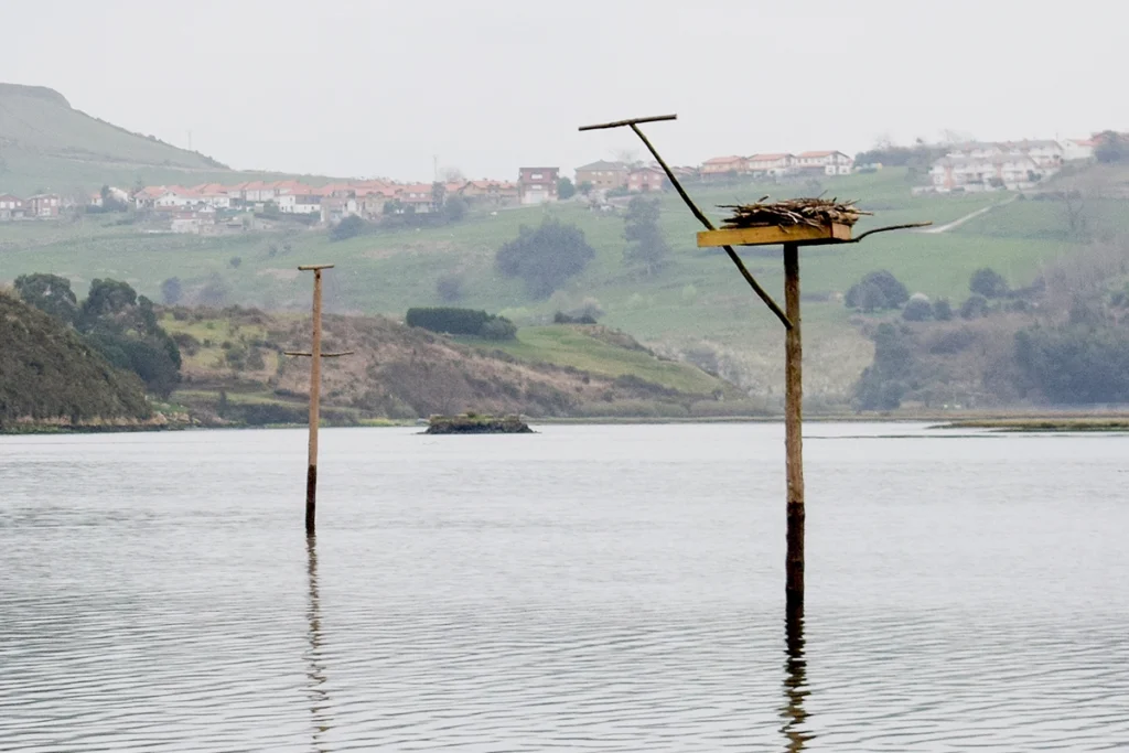Nidos de águilas pescadoras en San Martín de la arena