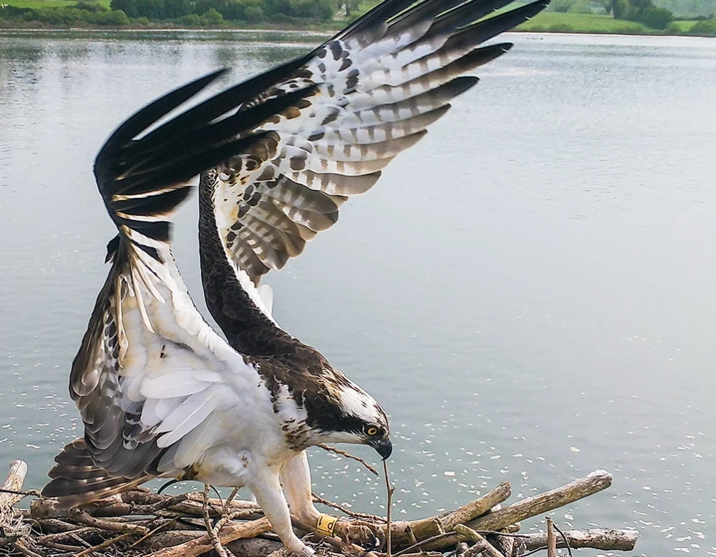 TXuriko - proyecto recuperación águila pescadora - Osprey Centre