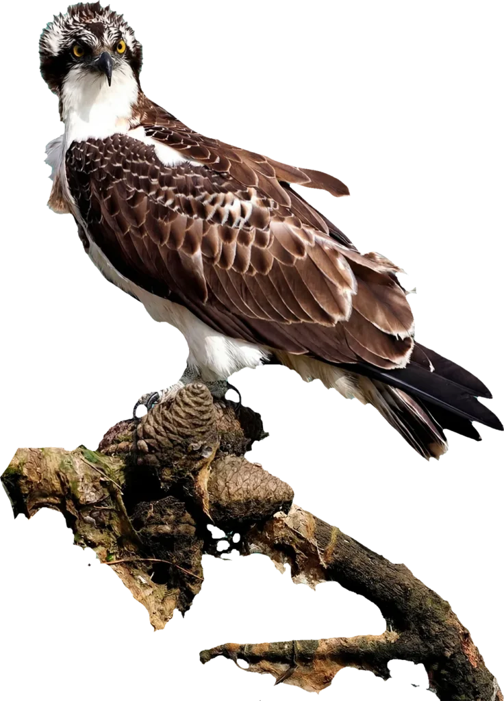 Águila pescadora sobre rama
