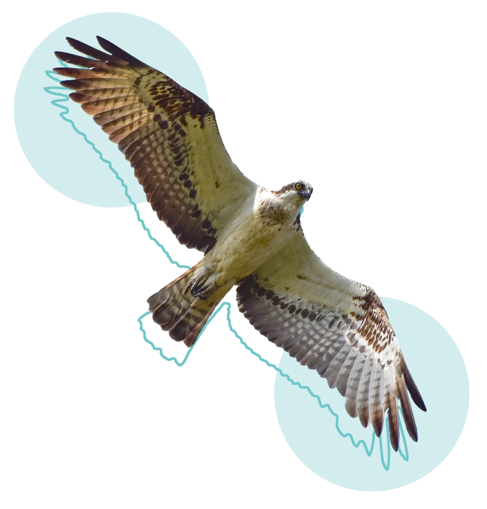 Características del águila pescadora