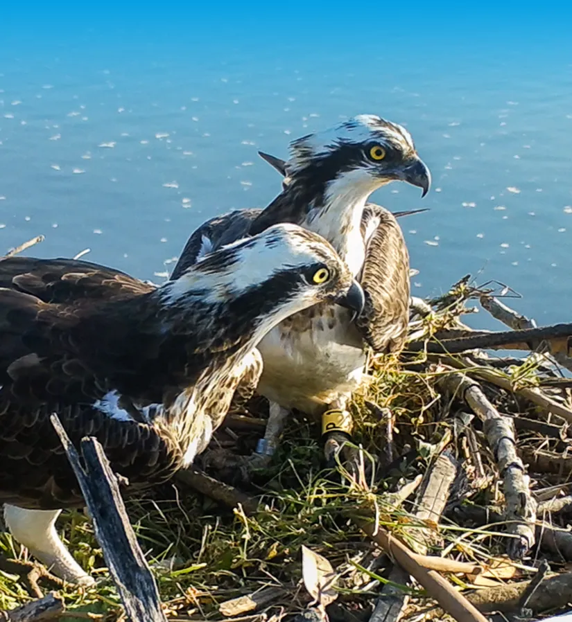 Pareja de águilas pescadoras con el mar de fondo