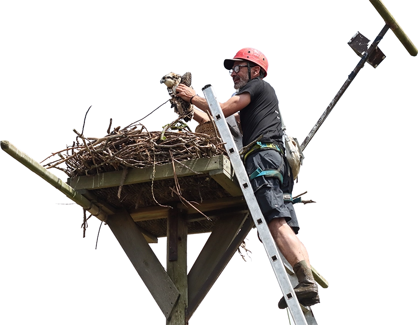 Plataforma con nido