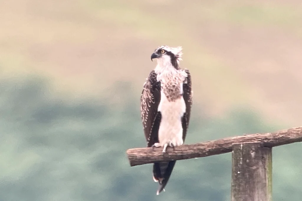 Aguila pescadora - Bahía