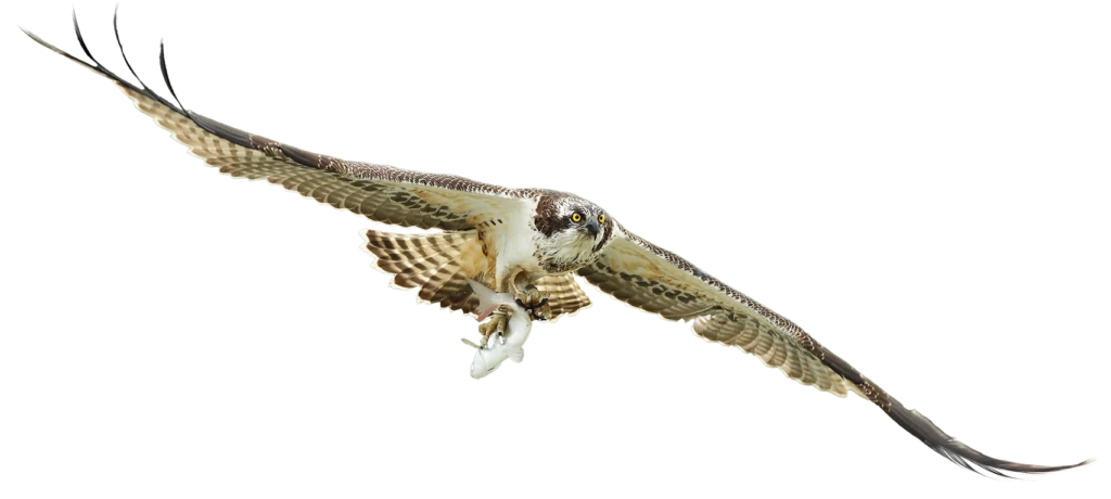 Águila pescadora volando con pez