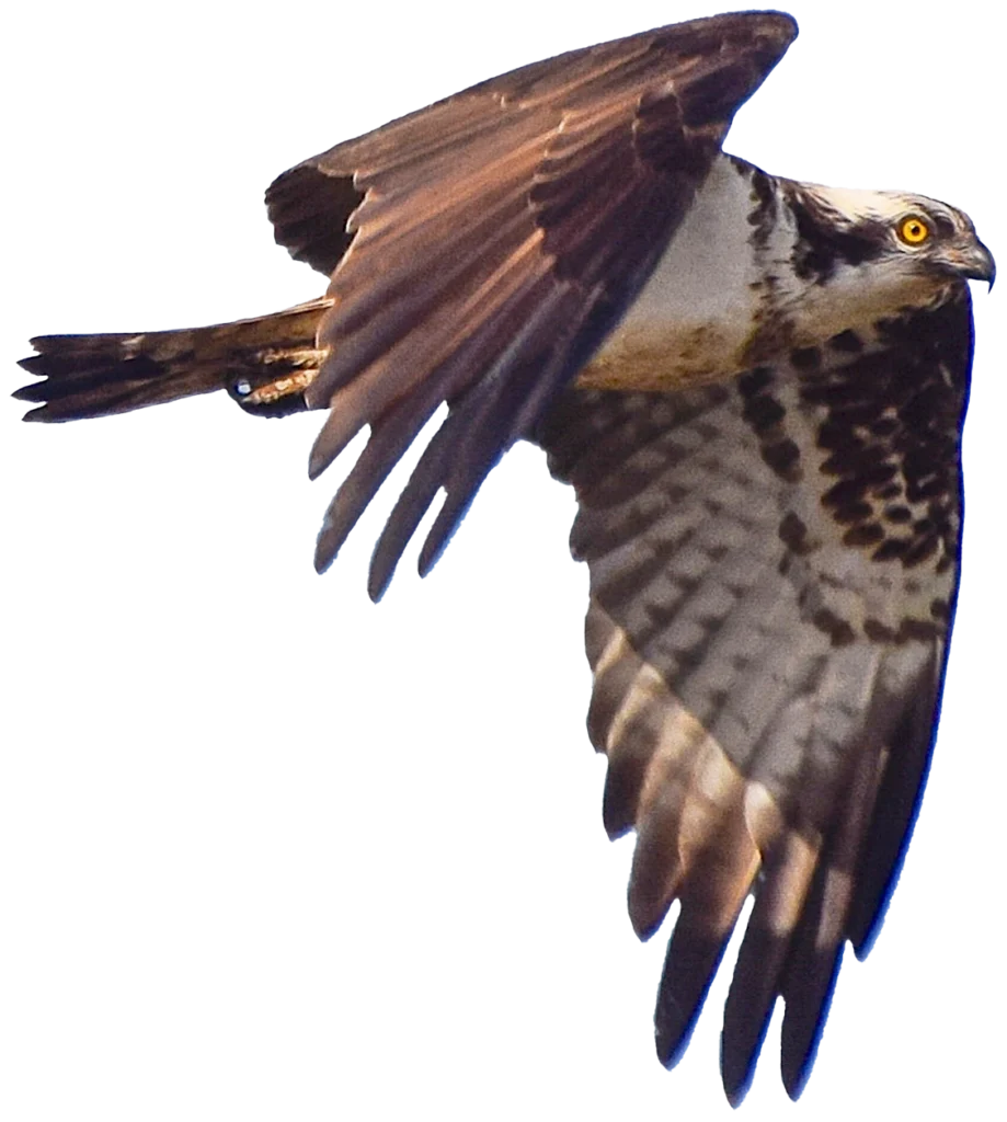 Distribucion águila invernante