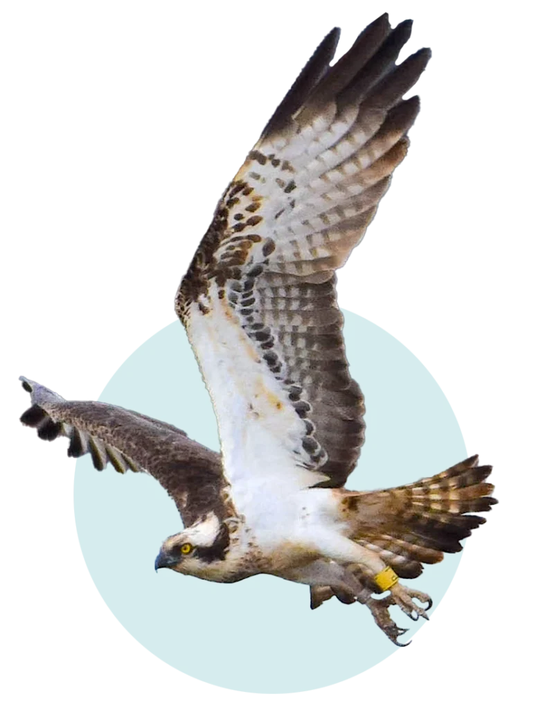 Empresas colaboradoras con Osprey Centre