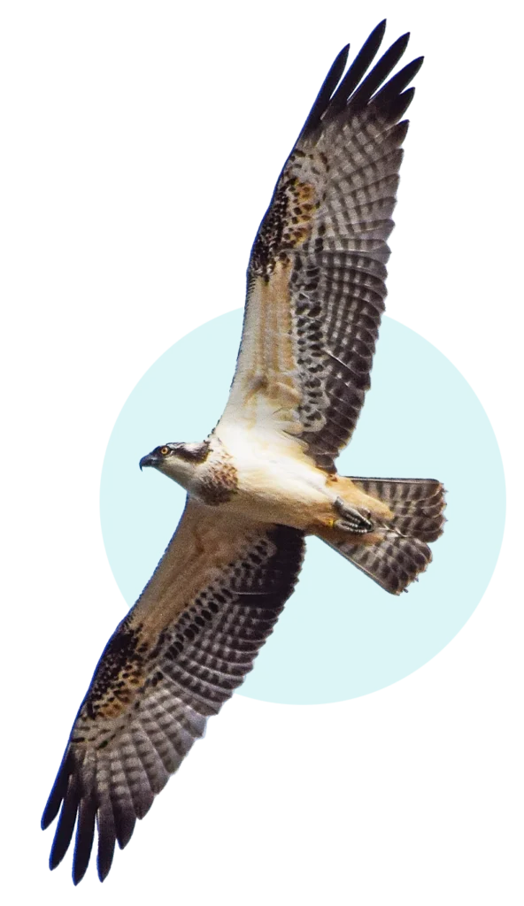 Migración águila pescadora